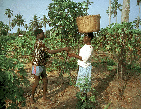 Farmworker in Togo