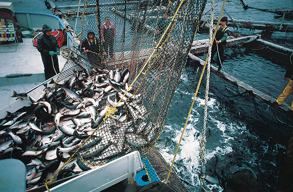 Salmon catch in Alaska