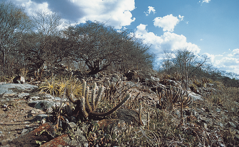 Northeast region of Brazil