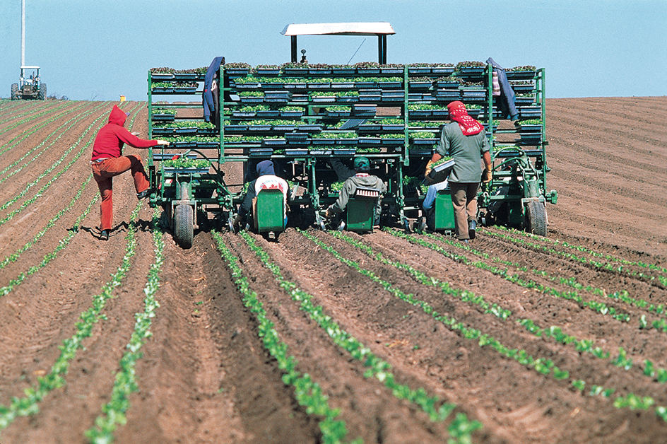 Farmworkers plant lettuce