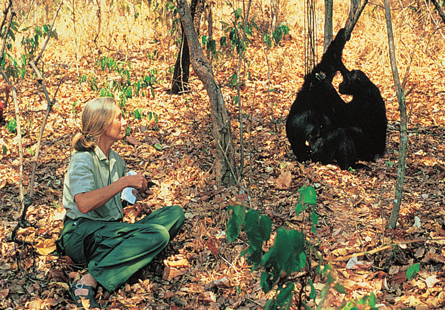 Zoologist Jane Goodall with chimpanzees