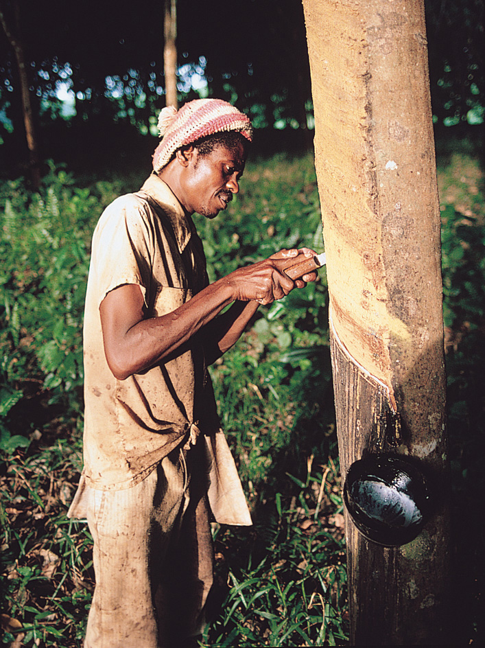 Workers tap rubber trees in Liberia