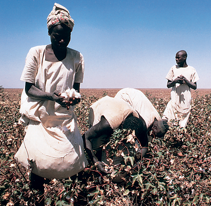 Workers pick cotton in Sudan