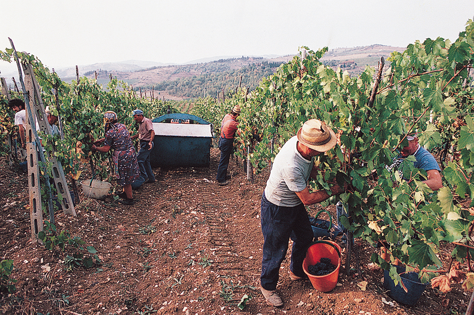 Harvesting grapes in Italy