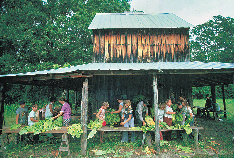 Stringing tobacco leaves