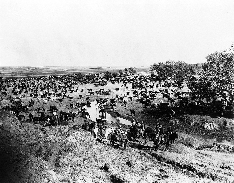 Cattle drives