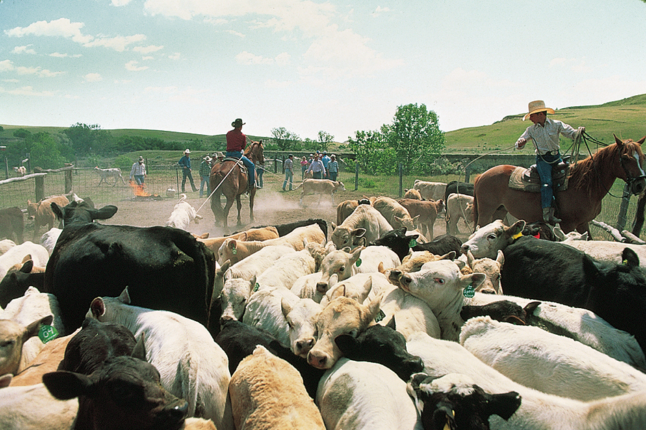 Ranchers on a North Dakota farm