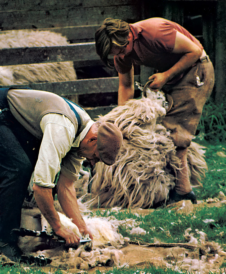 Sheep shearing