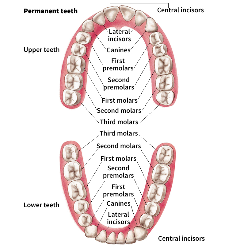 Permanent teeth