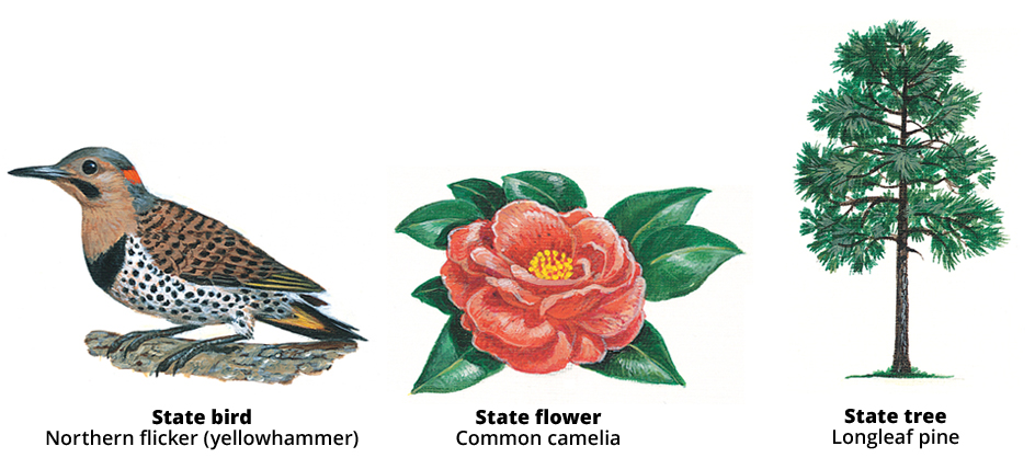 Alabama bird, flower, and tree