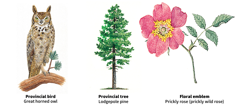 Alberta bird, tree, and floral emblem