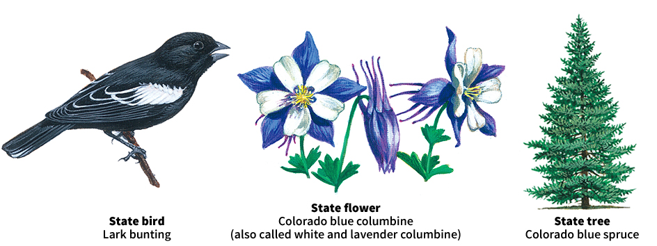 Colorado bird, flower, and tree