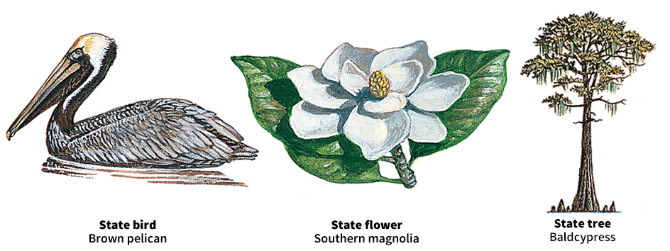 Louisiana bird, flower, and tree