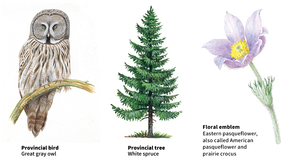 Manitoba bird, tree, and floral emblem