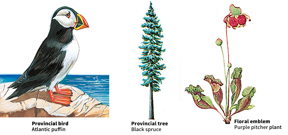 Newfoundland and Labrador bird, tree, and floral emblem