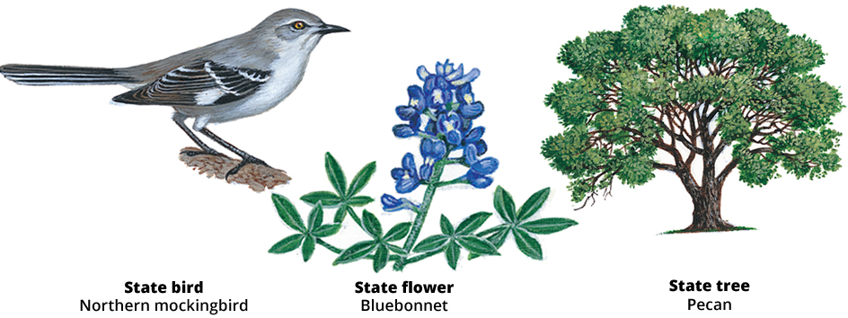 Texas bird, flower, and tree