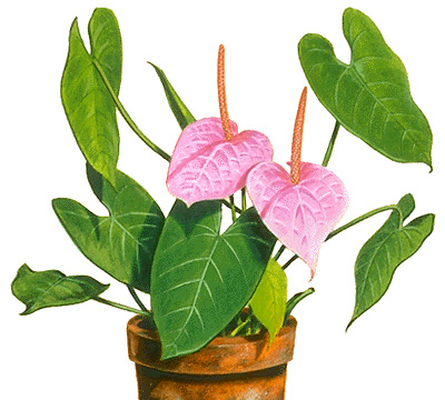 Cultivated anthurium