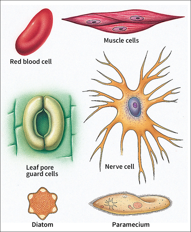 Shapes of some types of cells