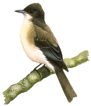 Eastern phoebe