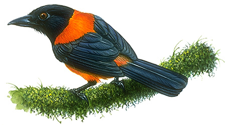 Hooded pitohui