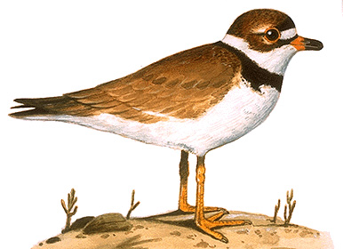 Semipalmated plover