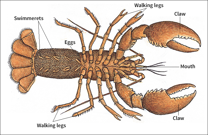 Underside of a female American lobster