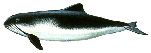 Harbor porpoise