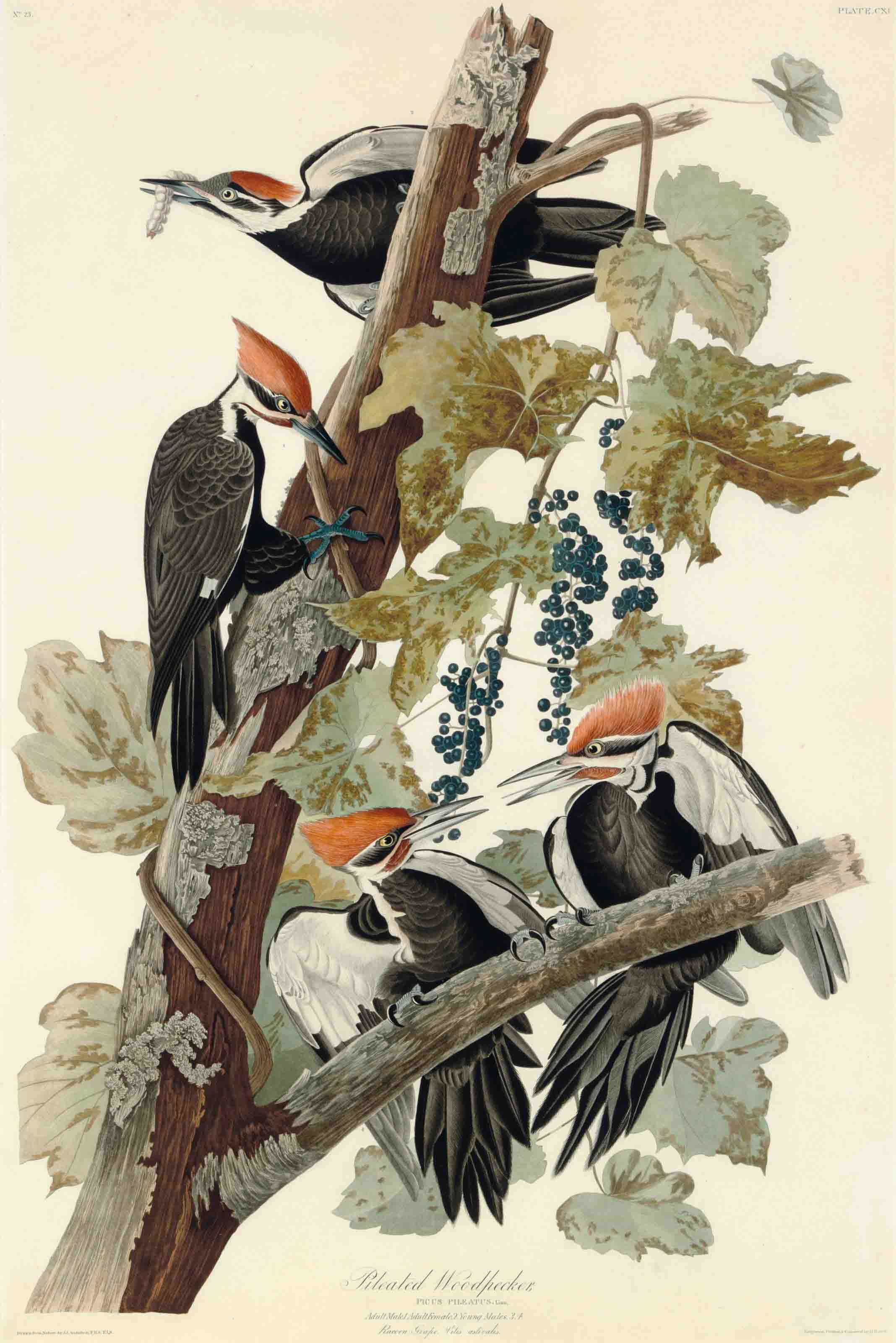 Pileated Woodpeckers by John James Audubon