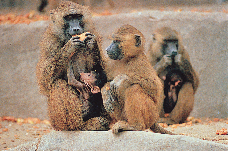 Female baboons