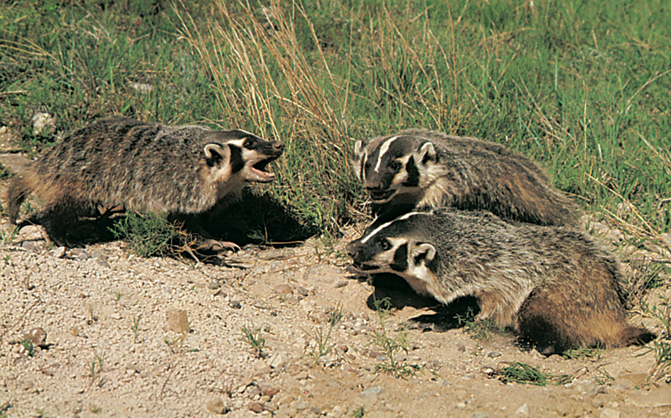 American badgers