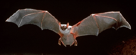 Sight of a flying bat