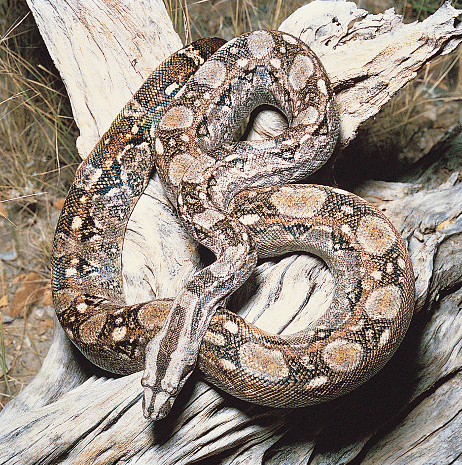 Boa constrictor