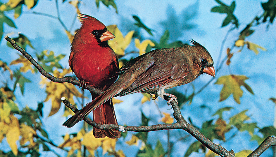 Male and female cardinal