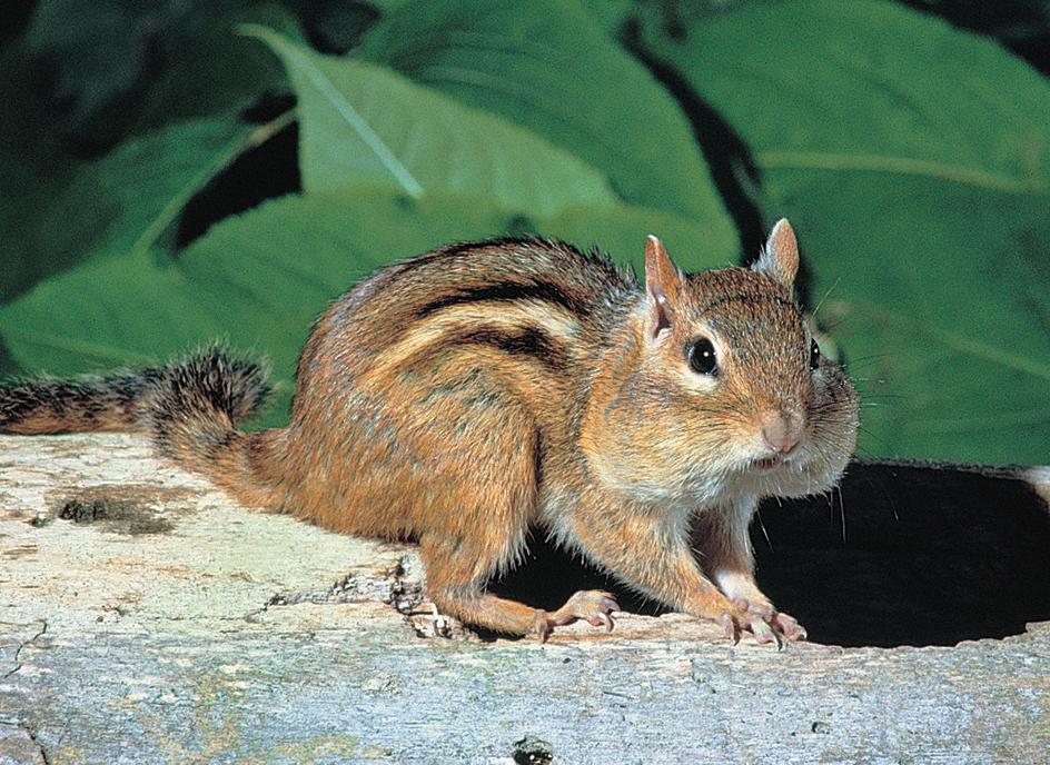 Chipmunk