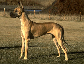 Great Dane