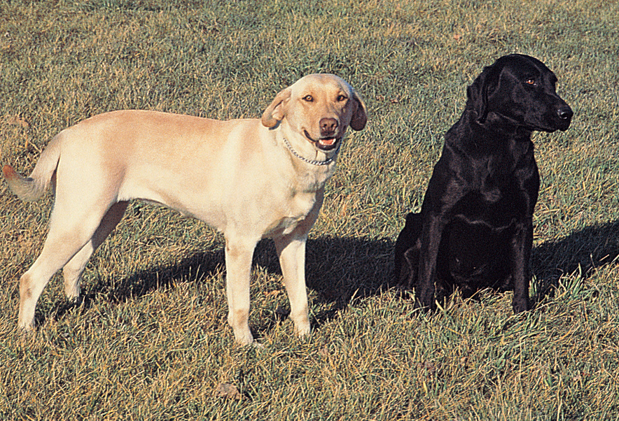 Labrador retriever