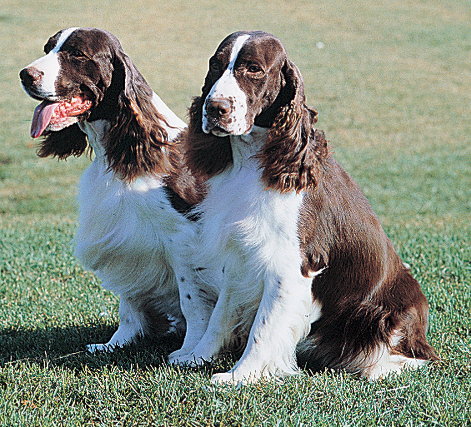 English springer spaniel