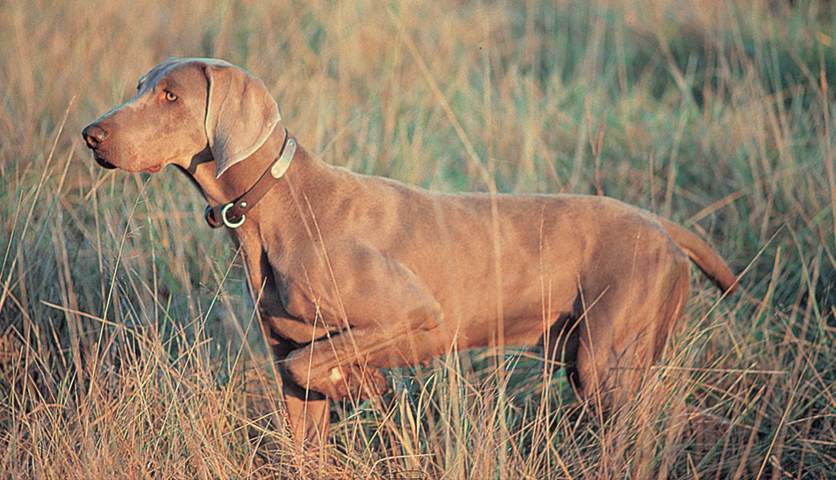 Weimaraner