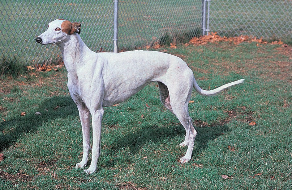 Greyhound