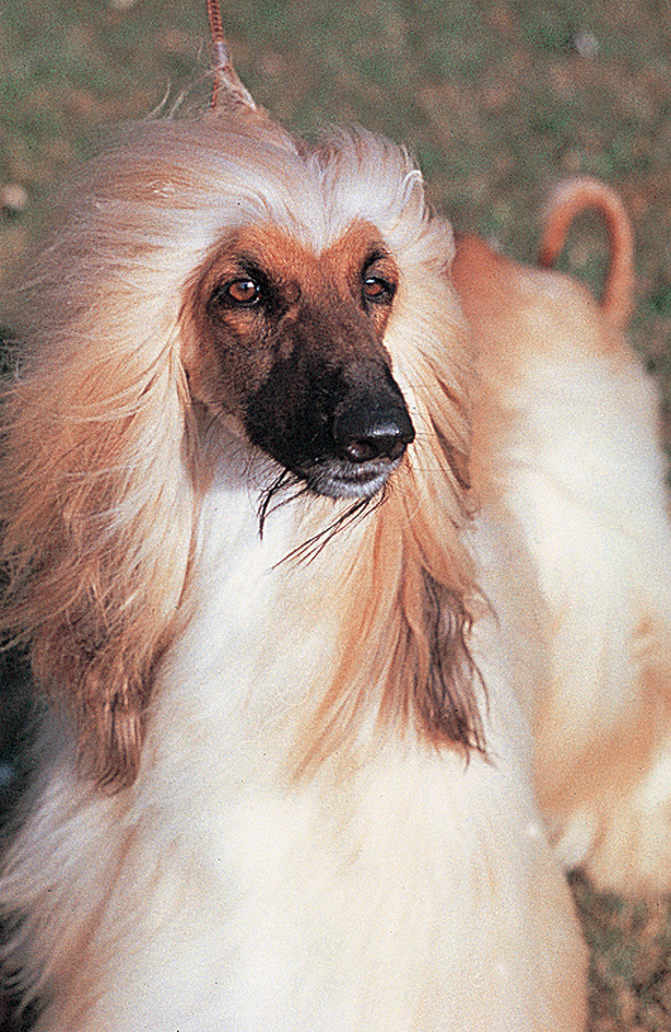 Afghan hound