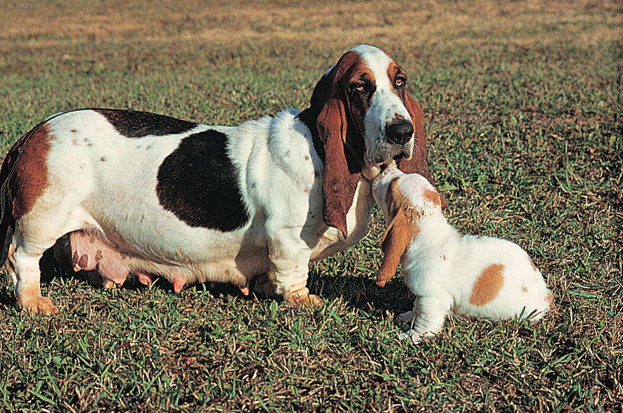 Basset hound