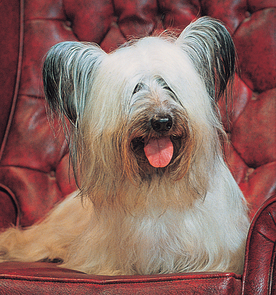 Skye terrier