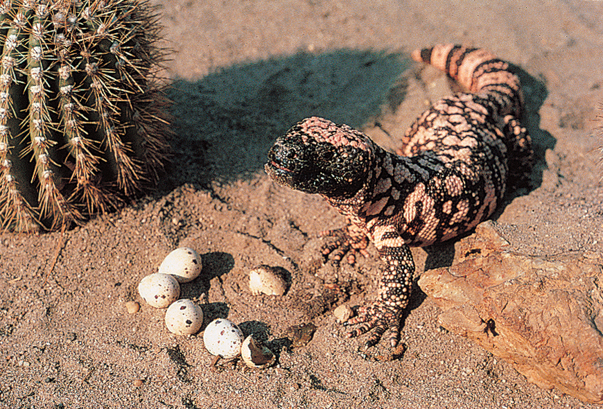 Gila monster