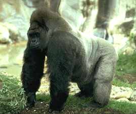 Male gorilla