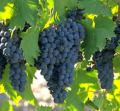 Grapes