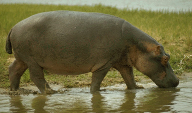 River hippopotamus