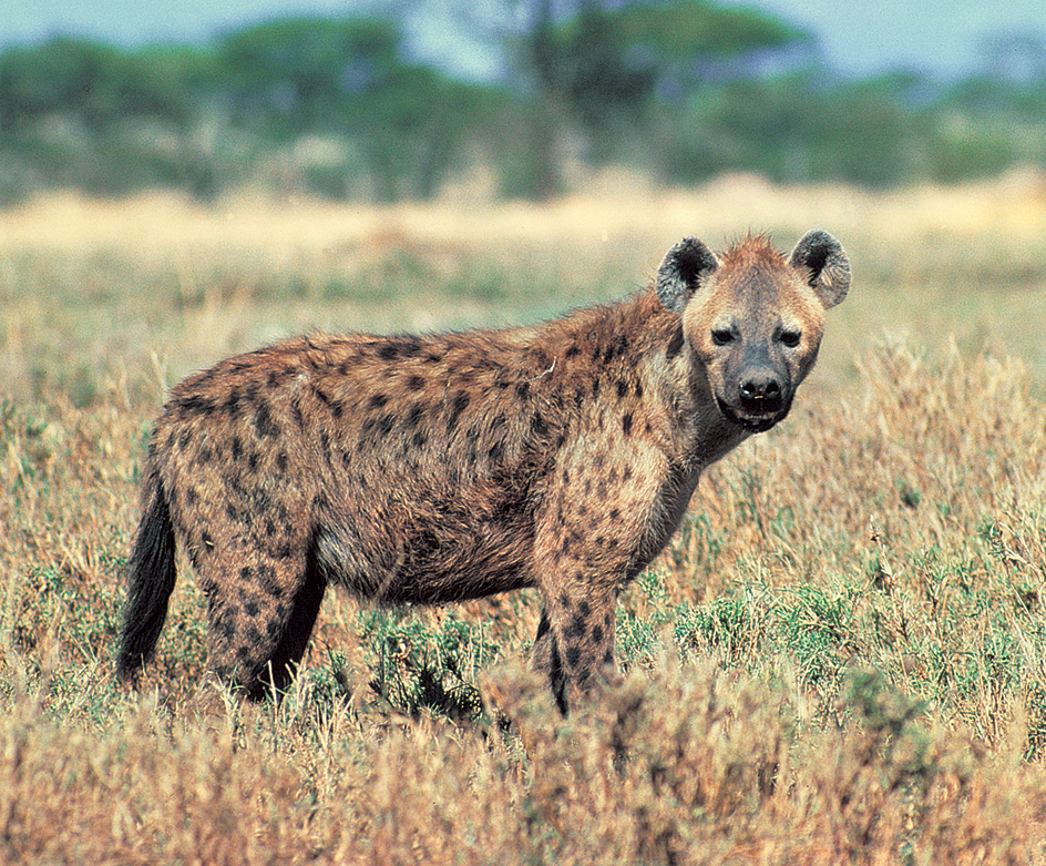 Spotted hyena