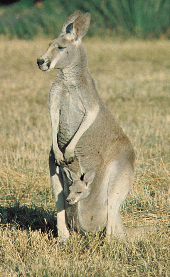 Kangaroo mother and joey