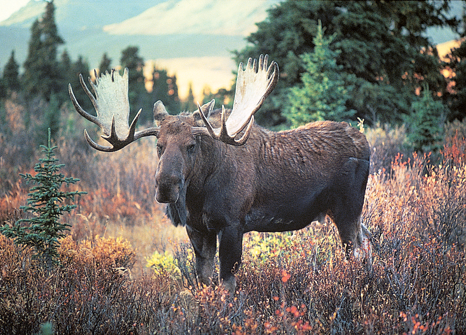 Bull moose