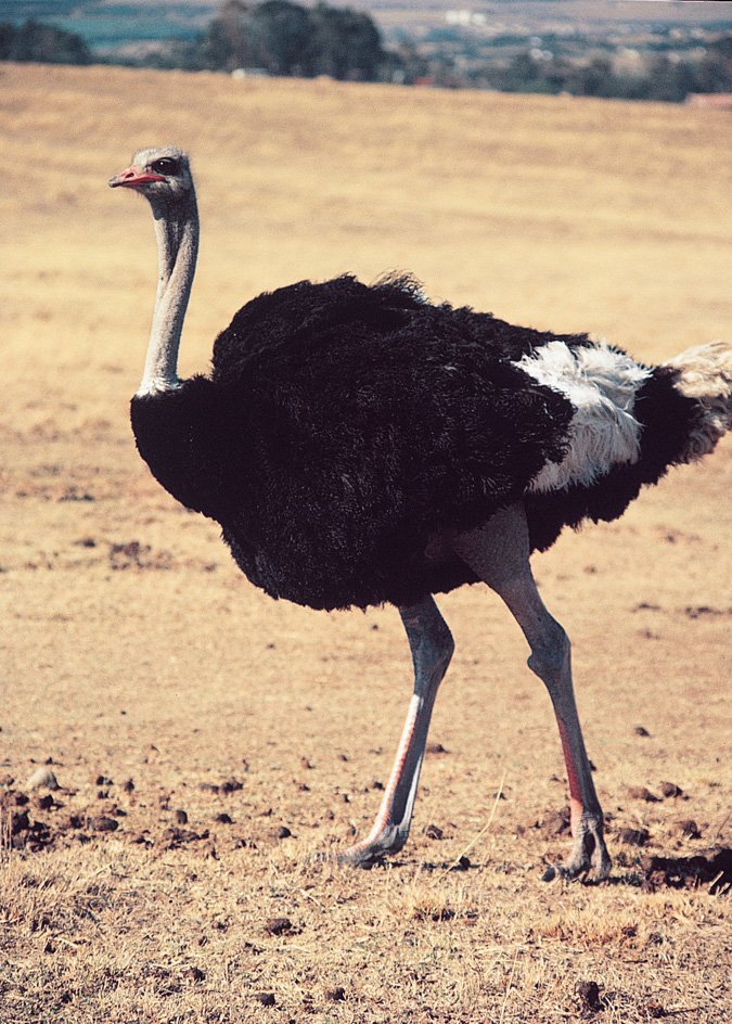 Ostrich